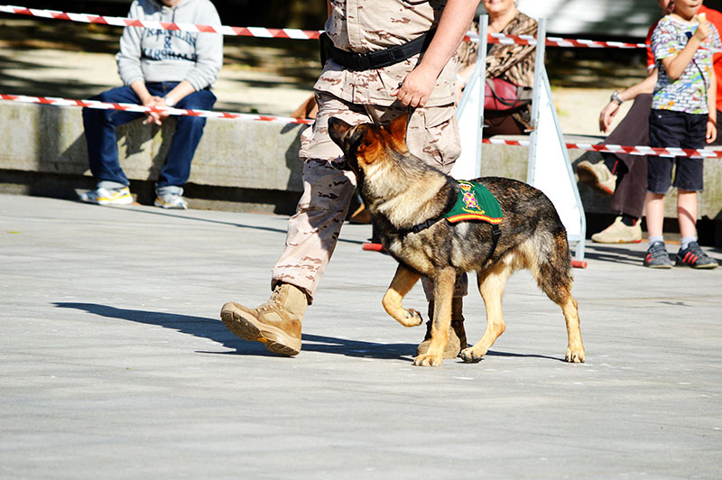 Infantería de Marina