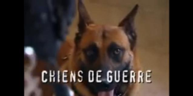 alt="video-perros-guerra-francia"