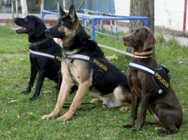 alt="medallas para los perros policía"