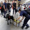 alt="perro detector explosivos estacion Marsella"