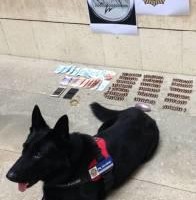 alt="perro detector localiza maleta con droga en bus Alicante"