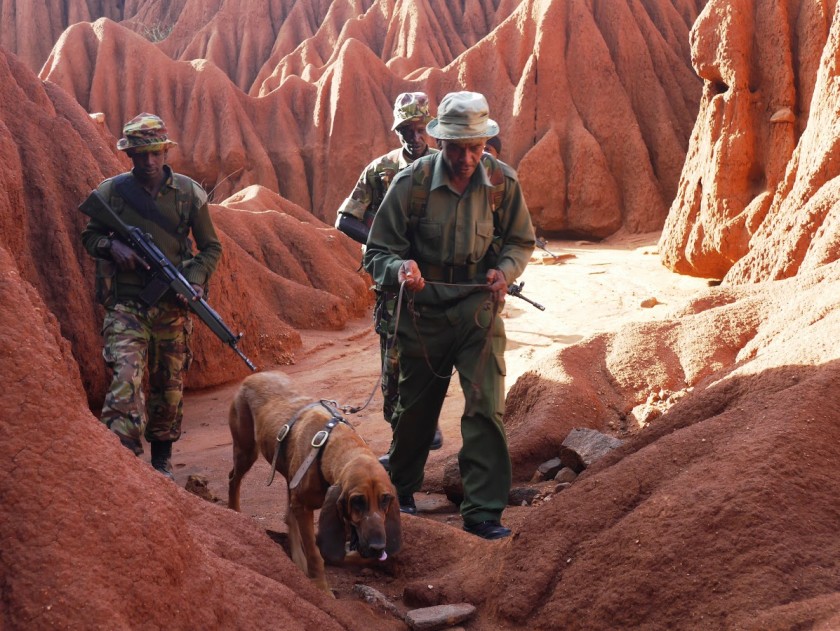 alt="perros detectores protegen rinocerontes en Kenia"