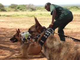 alt="perros para proteger rinocerontes y elefantes"-rinos