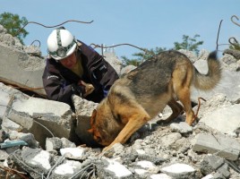 alt="mesa redonda para regular grupos con perros de rescate"