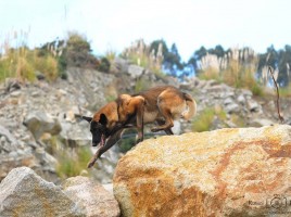 alt="Encuentro perros rescate Ferrol"