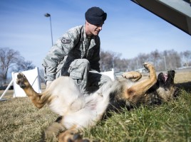 alt="perro militar juega"