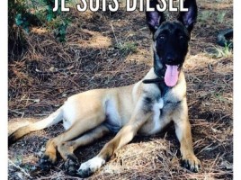 alt="homenaje a Diesel"