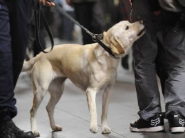 alt="perros de drogas prohibidos en eventos Australia"