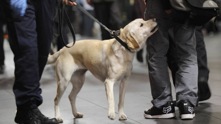 alt="perros de drogas privados prohibidos en eventos Australia"