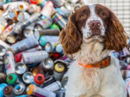 alt="perros contra grafiteros"