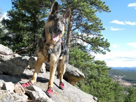 botas para los perros de rescate