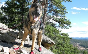 botas para los perros de rescate