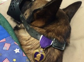 alt="soldado y perro militar juntos en hospital"