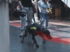 alt="vapor-wake perros detectores explosivos personas en movimiento"