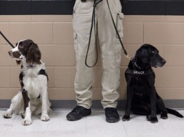 Perro entrenado probará comida de El Chapo para evitar veneno