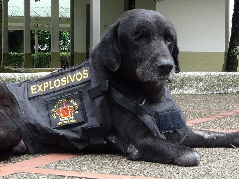 Homenaje Kaiser perro explosivos
