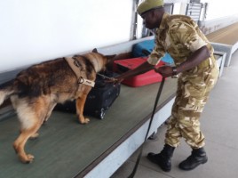 Tráfico de marfil y perros detectores en Kenia