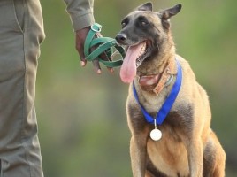 Killer, perro protege rinocerontes medalla PDSA