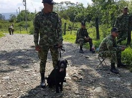 Muere perro ejército al pisar una mina