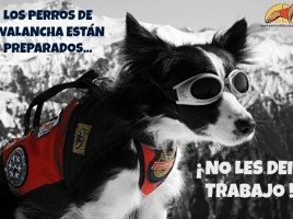 alt="perros de rescate en avalancha"