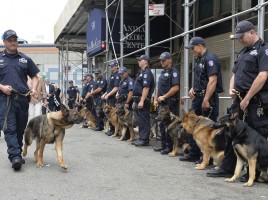 perros de trabajo oficiales del estado Nueva York