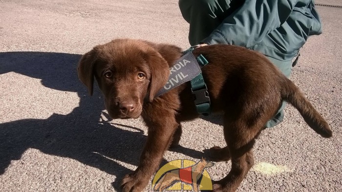 Toby cachorro Guardia Civil