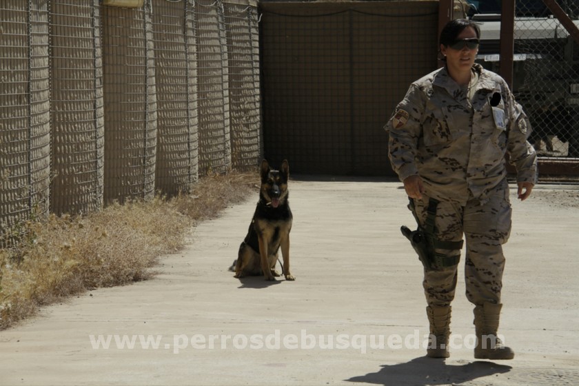 María y Tancho Perro militar explosivos