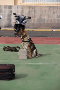 Campeonato de perros detectores