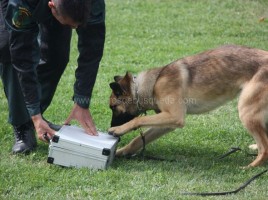 Perro detector de drogas Guardia Civil