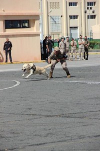 Campeonato de perros detectores