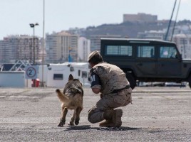 Campeonato de perros detectores