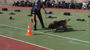 Campeonato de perros detectores