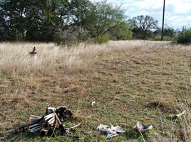 granja de cuerpos con restos humanos