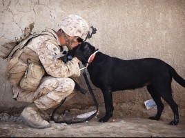 K2 perros militares retirados adopciones