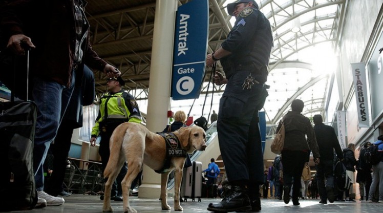 Perros detectores