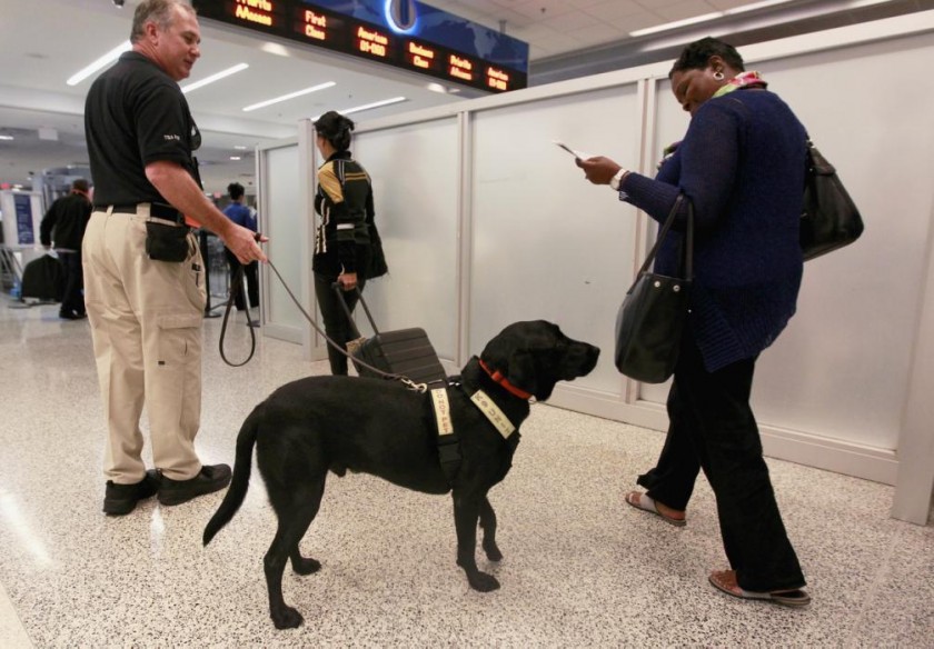 perros detectores de explosivos desde el 11-S