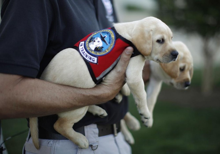 perros detectores de explosivos desde el 11-S