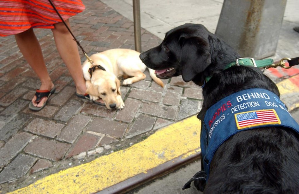 perros detectores de explosivos desde el 11-S