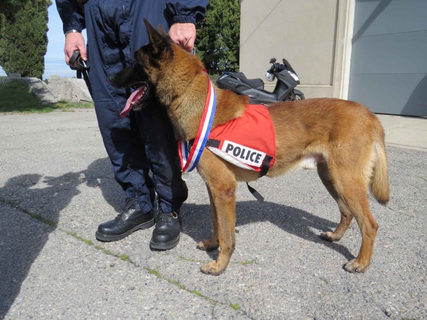Choc, perro condecorado con medalla