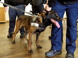 Perro detector abatido a tiros