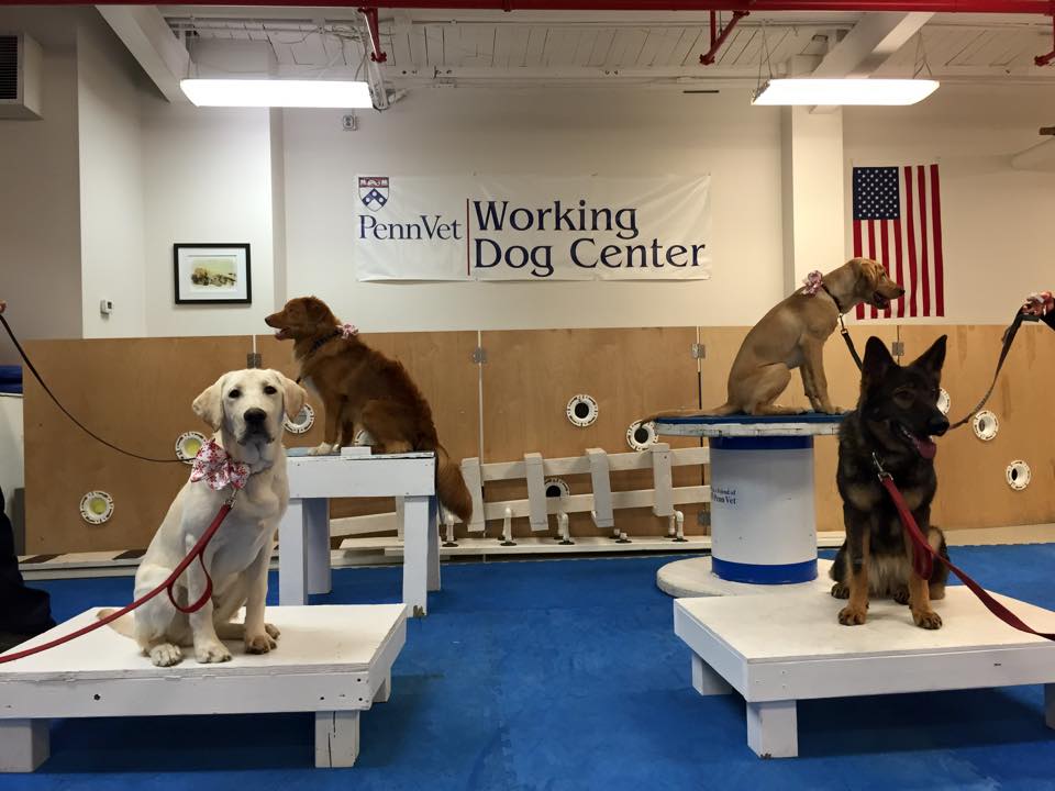 Penn Vet Working Dog Center