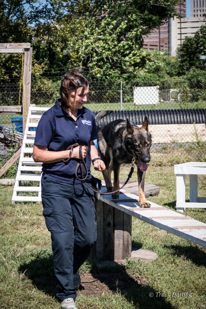Penn Vet Working Dog Center - PerrosdeBusqueda