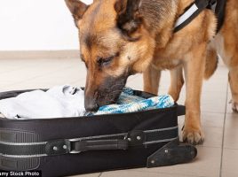 Perros detectores en los aeropuertos