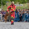 Exhibiciones caninas en el Día de las Fuerzas Armadas