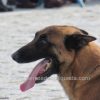 Exhibiciones caninas en el Día de las Fuerzas Armadas