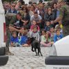 Exhibiciones caninas en el Día de las Fuerzas Armadas