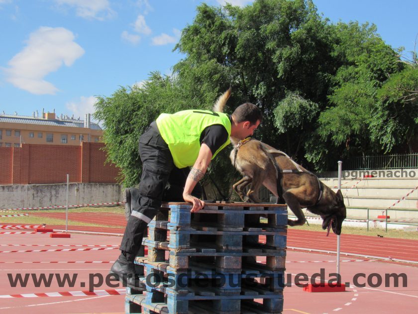 XIII Carrera de Guías Caninos