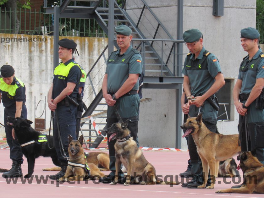  XIII Carrera de Guías Caninos