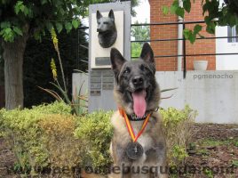 XIII Carrera de Guías Caninos