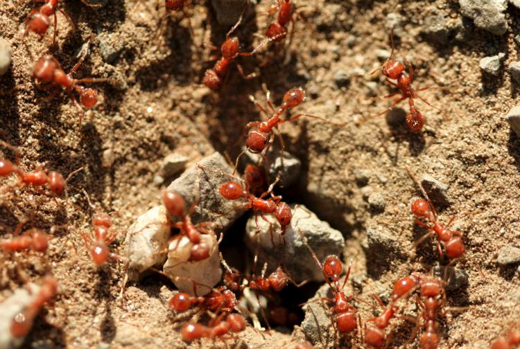 hormigas de fuego